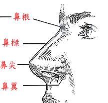 繼室鼻|由鼻子形狀看性格命運